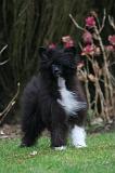 CHIEN NU CHINOIS 280